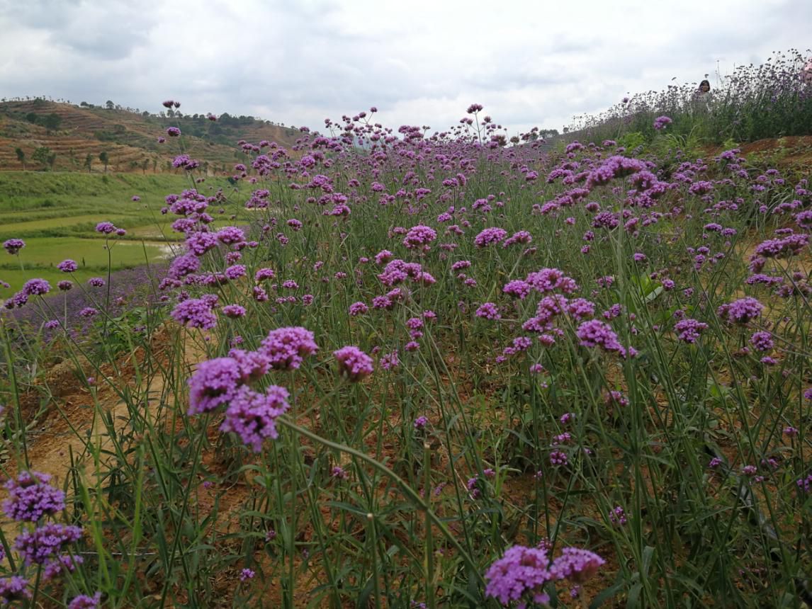 image005.jpg